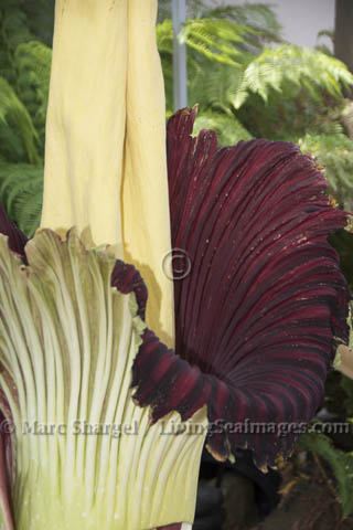 Closer view of the Corpse Flower.