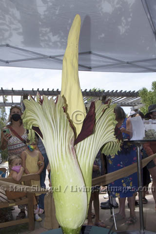 A Corpse Flower with many visitors.