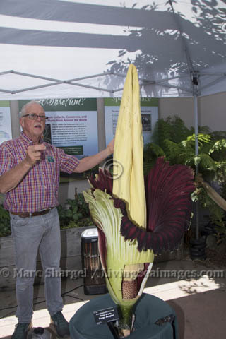 UCSC Arboretum Director Martin Quigley explains the Corpse Flower to visitors.