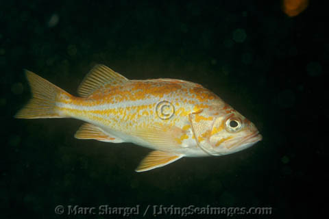A Canary Rockfish in Point Lobos State Marine Reserve, five years after the reserve was vastly expanded.
