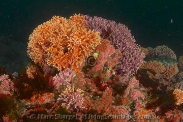 Lush Hydrocoral grows in a spectrum of subtle pastel colors on the deep seafloor at Schmieder Bank.