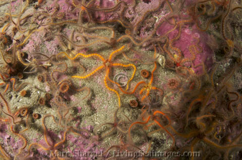 Patches of seafloor are overrun with nothing but brittle stars.