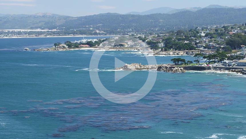 Coriolis Films' on kelp