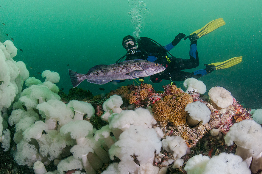 Brennah and a friend over Powder Puff Anemones