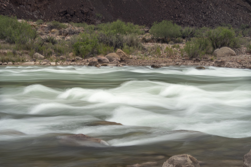 Harbor seal in reflected color.