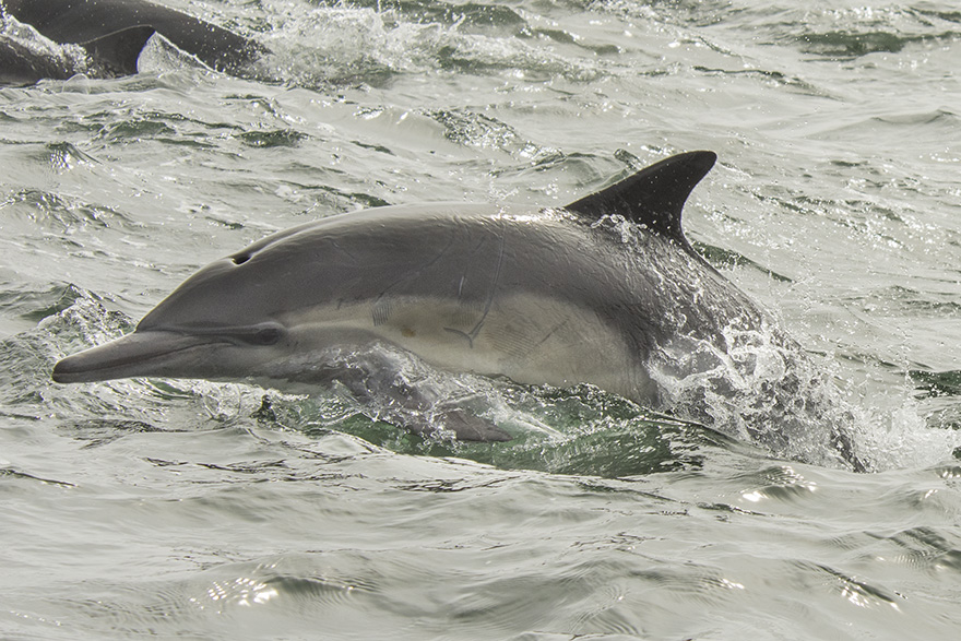 Dolphin