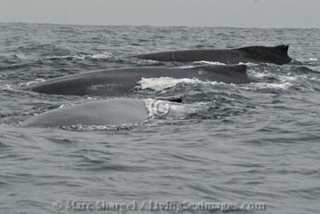 Trio of Humpback Whales