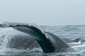 Humpback Whale Fluke