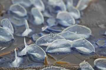 Velella velella stuck in kelp.