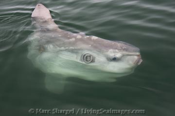 A big Mola mola