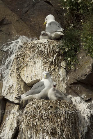 Two Kittiwake nests.