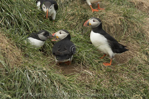 Puffin chick emerging from nest.