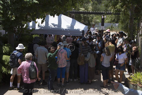 A large crowd came to see the Corpse Flower.