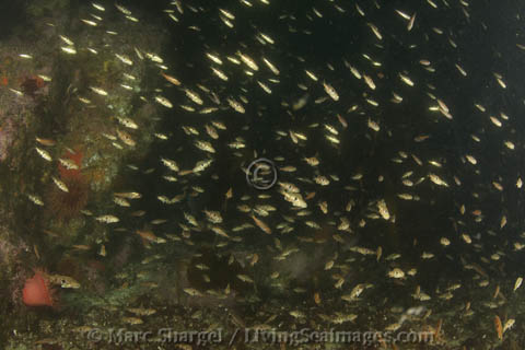 Huge school of juvenile Blue Rockfish