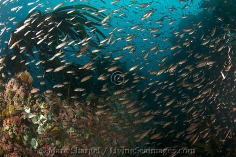 Over 100 juvenile Half-Banded Rockfish