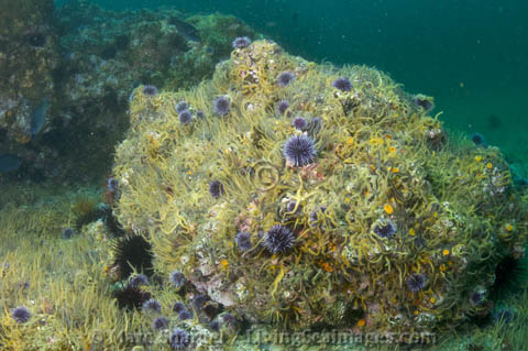 A kelp forest floor covered in almost nothing but brittle stars.