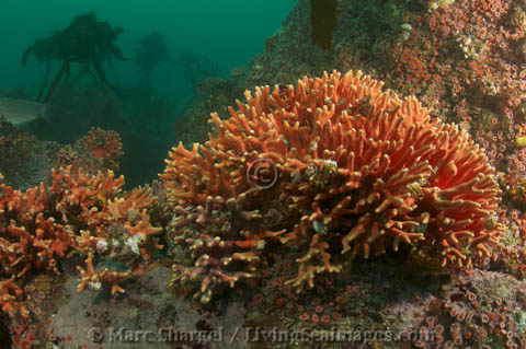 Point Lobos State Marine Reserve is renowned for its lush and diverse marine life. Here, delicate California Hydrocoral grows on a ridge of granite.