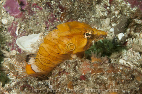 Grunt Sculpin in Pacific Grove.