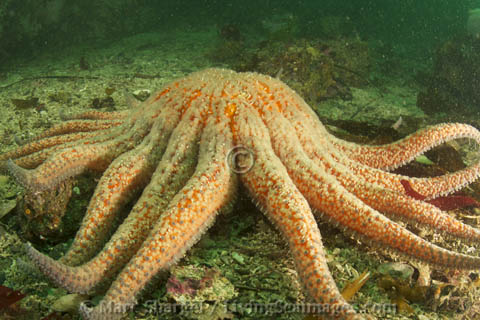A healthy Sunflower Star, photographed in British Columbia. This was back in 2011.
